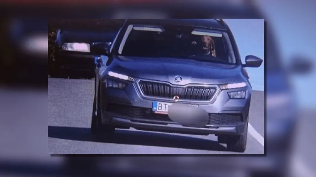 Chien voiture