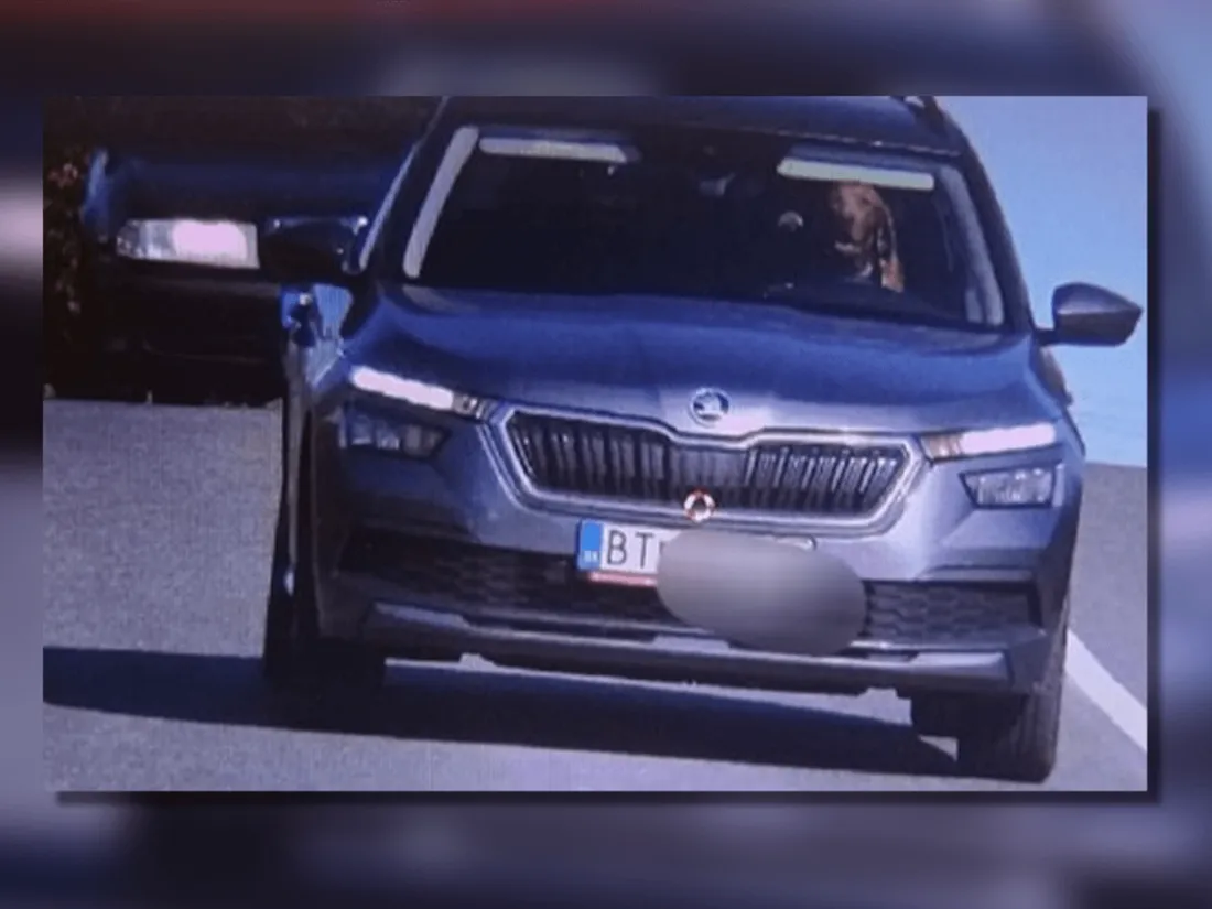 Chien voiture