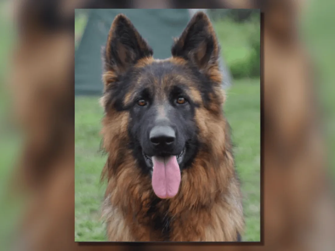 Chienne Texane Eure-et-Loir