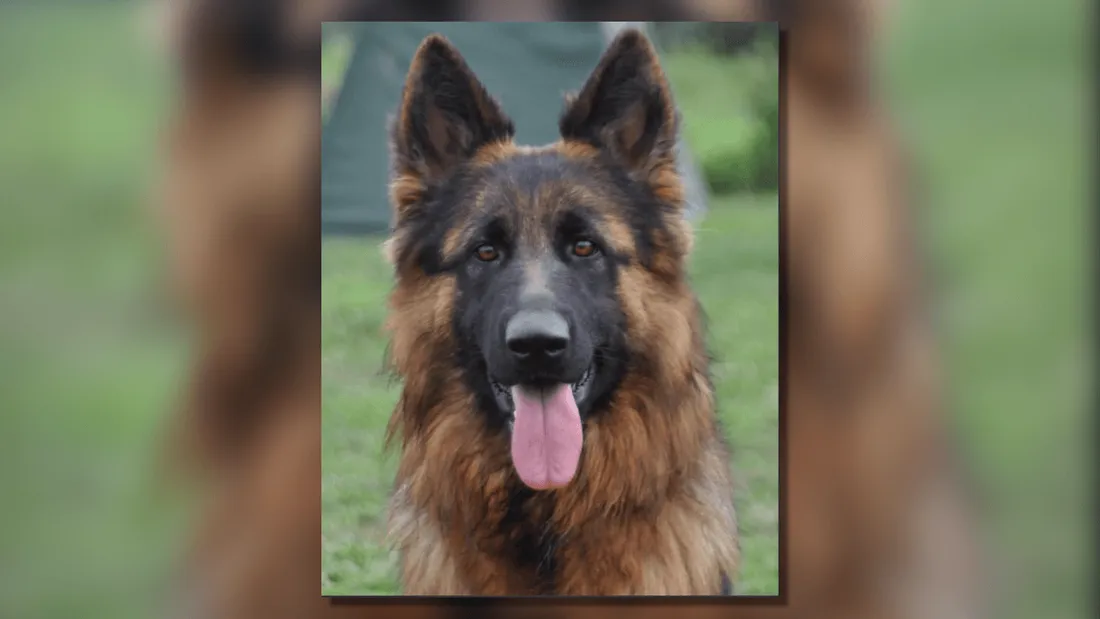 Chienne Texane Eure-et-Loir