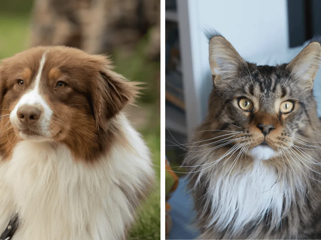 Classement des chats et chiens préférés des Français en 2021
