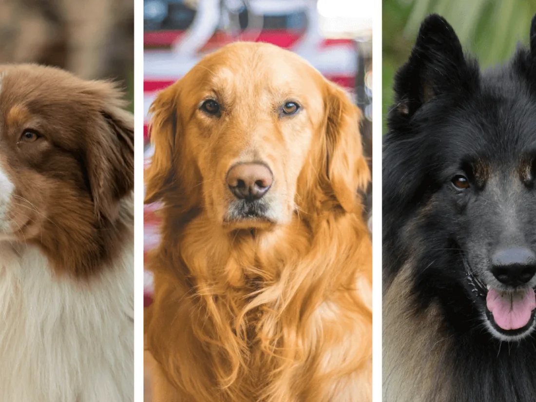 Chiens de race préférés des français en 2021