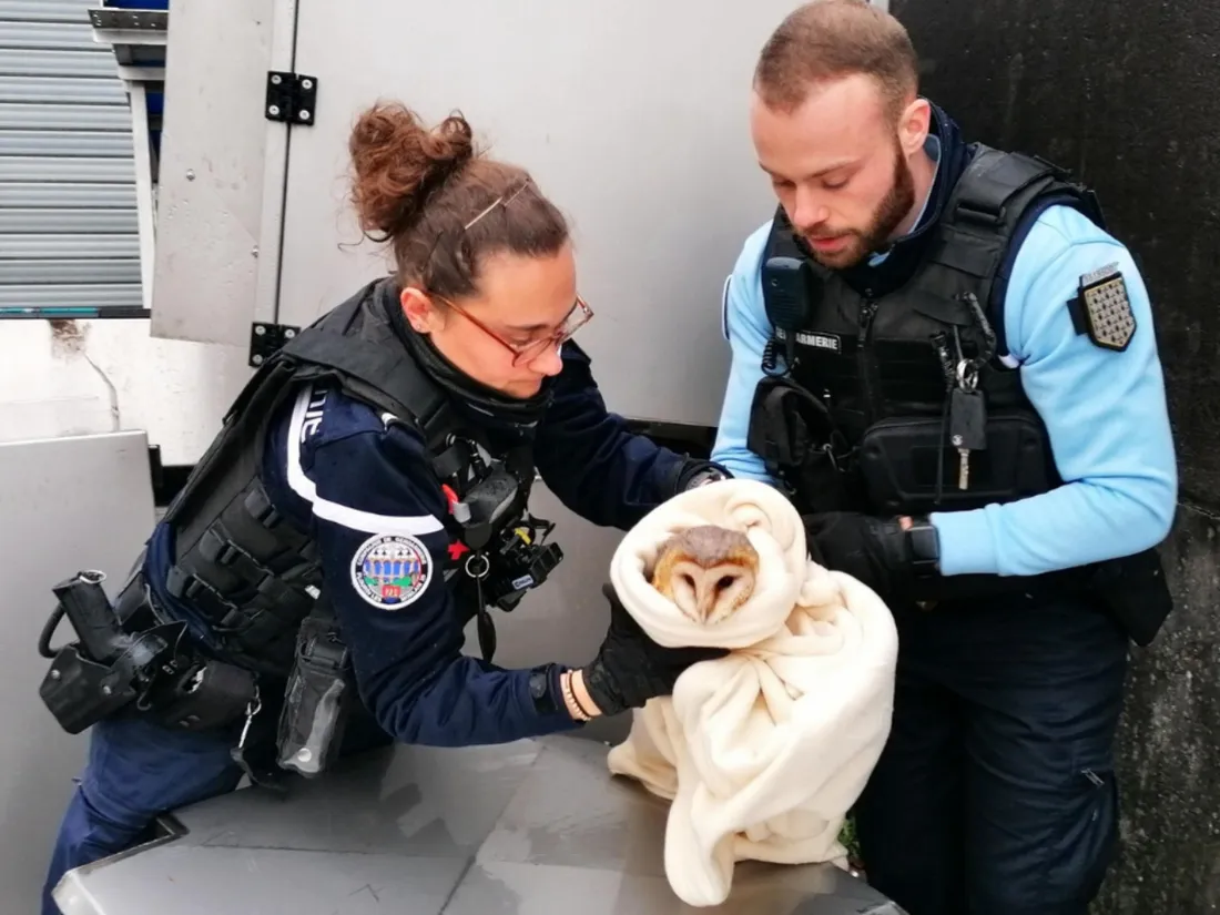 Les gendarmes avaient prévu une couverture pour la chouette, en état d'hypothermie.