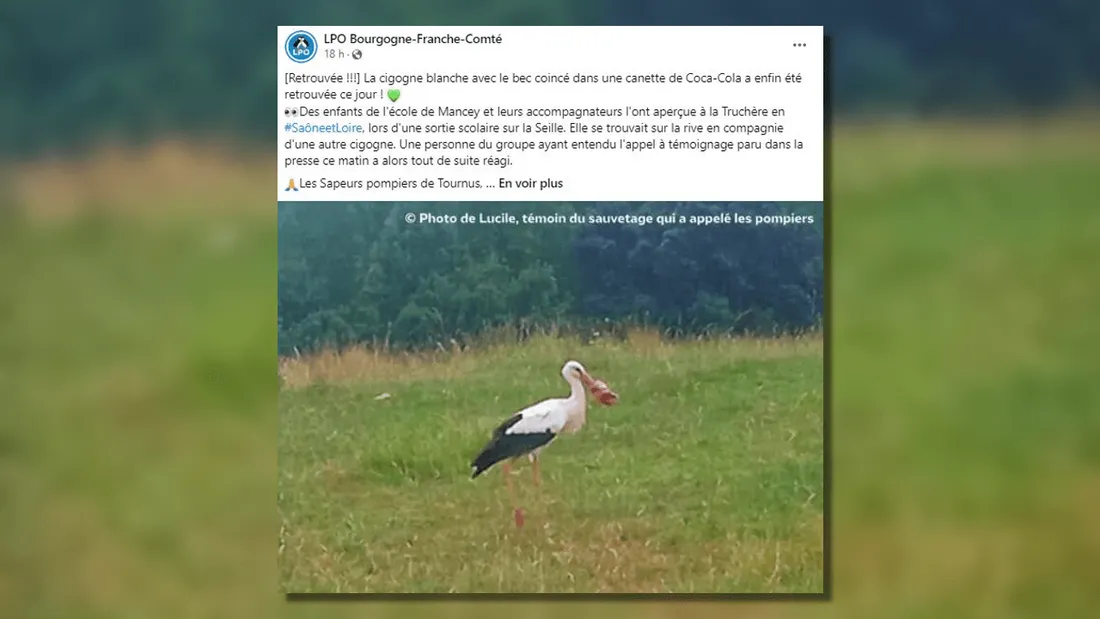 Une fin heureuse pour la cigogne au bec coincé dans une canette de Coca-Cola