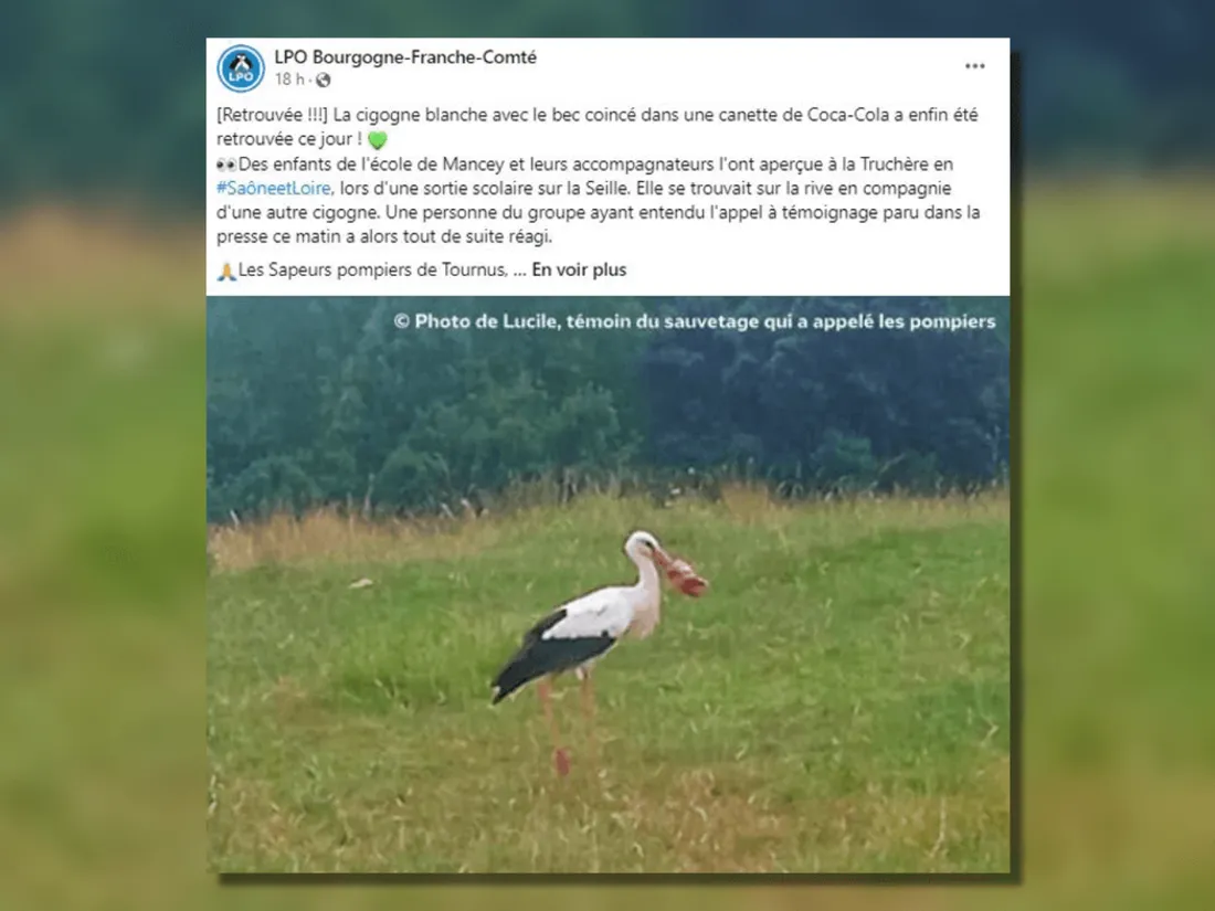 Une fin heureuse pour la cigogne au bec coincé dans une canette de Coca-Cola