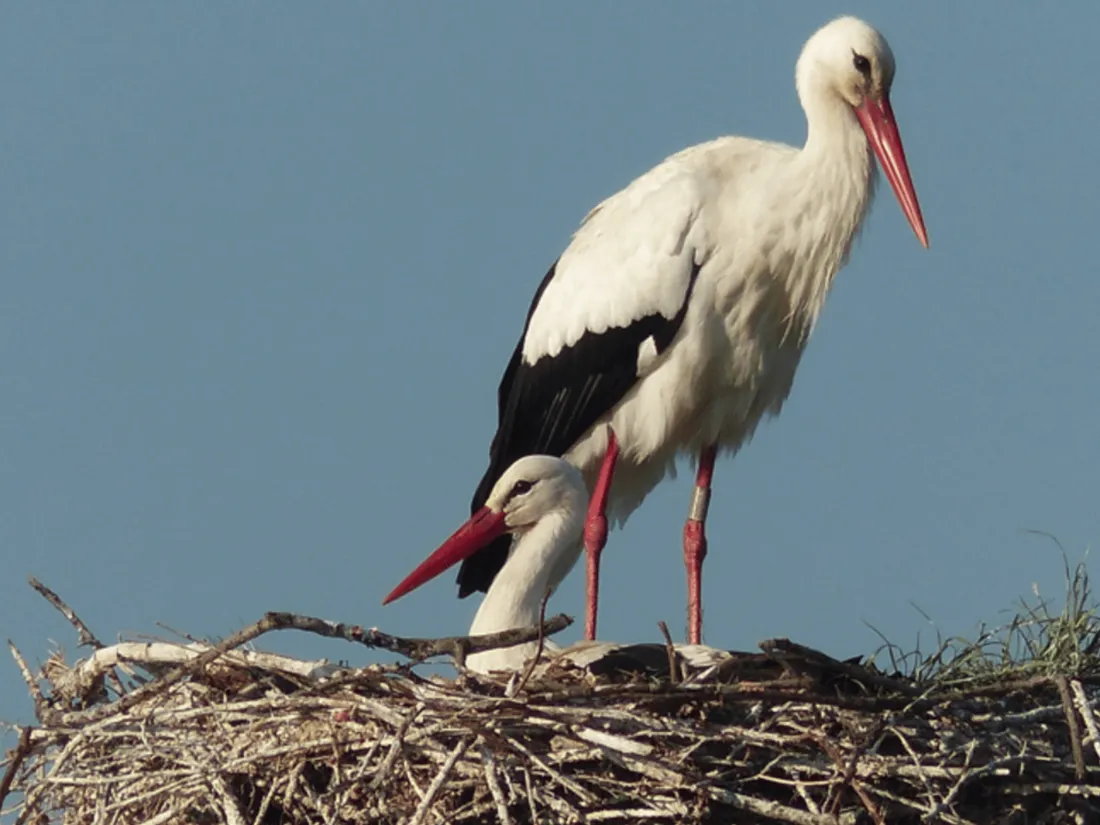 Cigogne