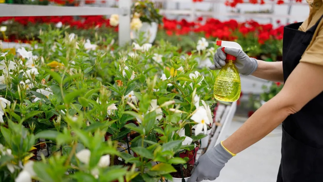 Exposée aux pesticides, une ancienne fleuriste demande réparation pour sa fille morte d’un cancer