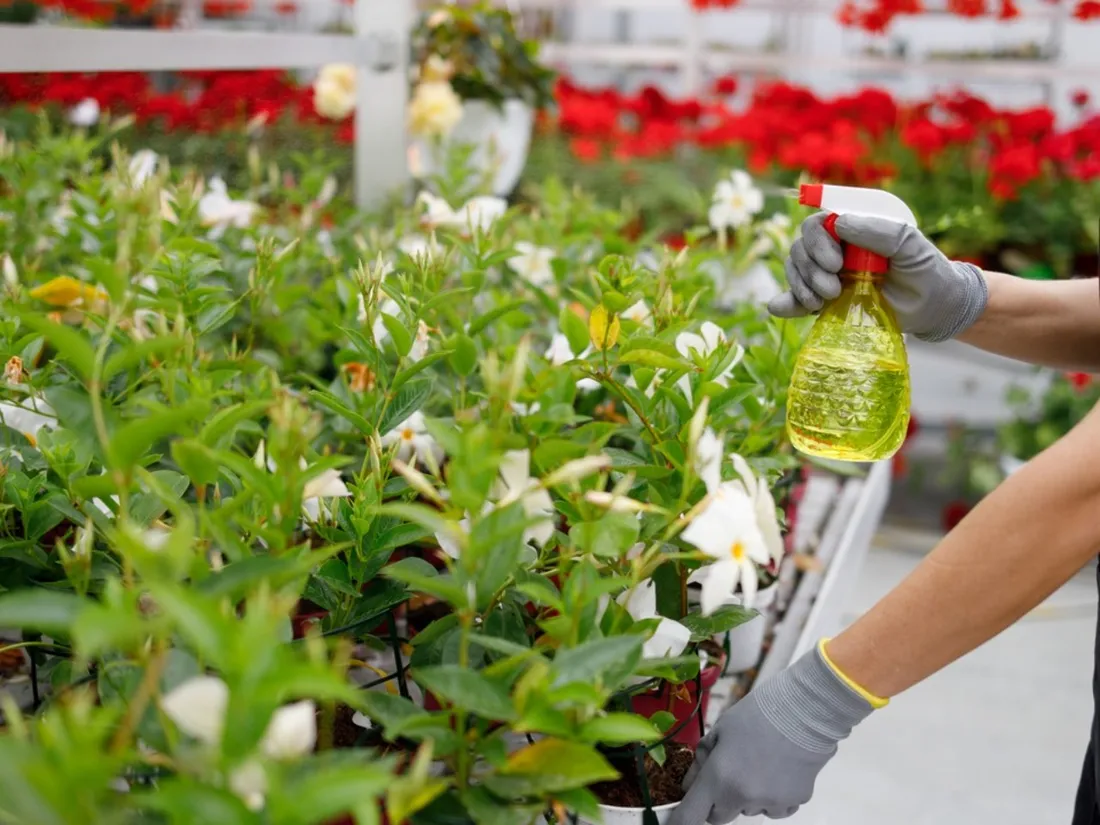Exposée aux pesticides, une ancienne fleuriste demande réparation pour sa fille morte d’un cancer