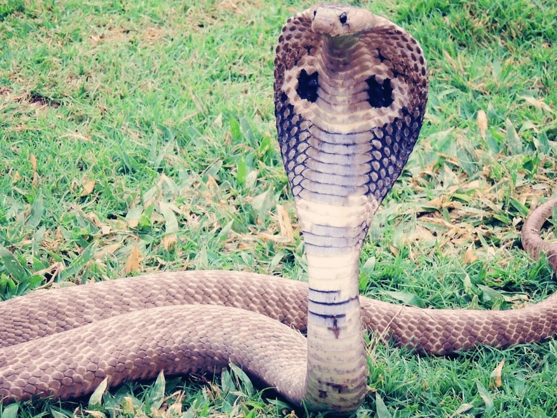 Un enfant survit à une attaque de cobra en le mordant 