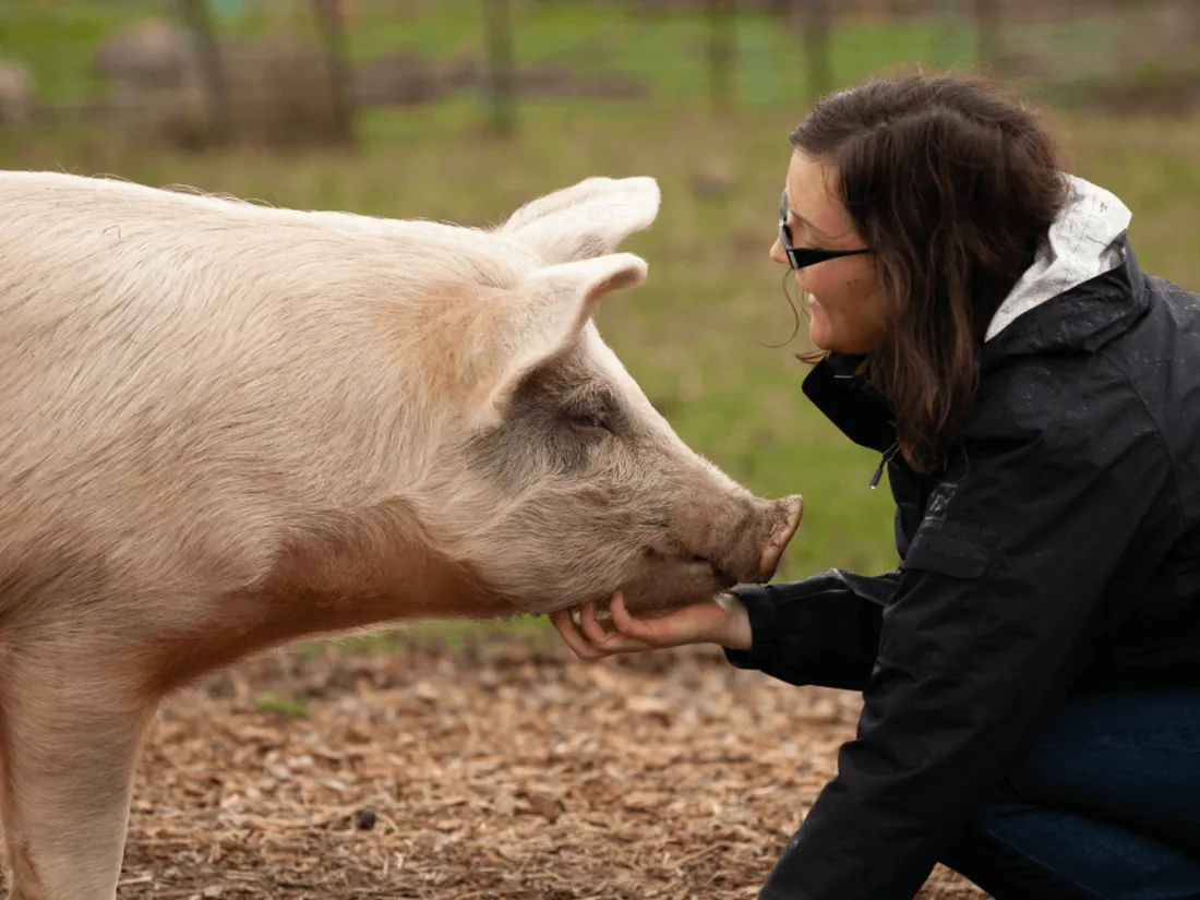 Se former au bien-être animal devient obligatoire dans les élevages de volailles et de porcs