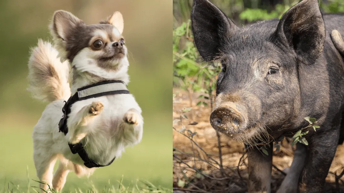 Corse : des vacanciers attaqués par des cochons sauvages, un de leur chien dévoré