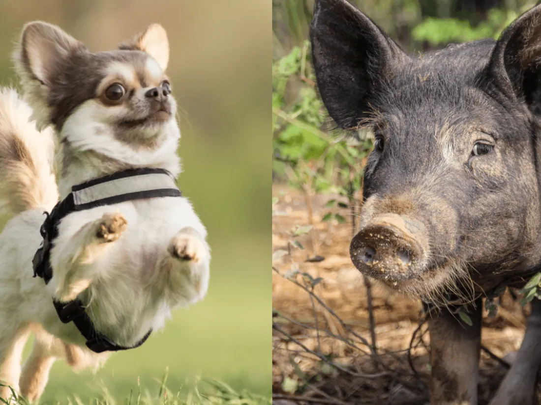 Corse : des vacanciers attaqués par des cochons sauvages, un de leur chien dévoré