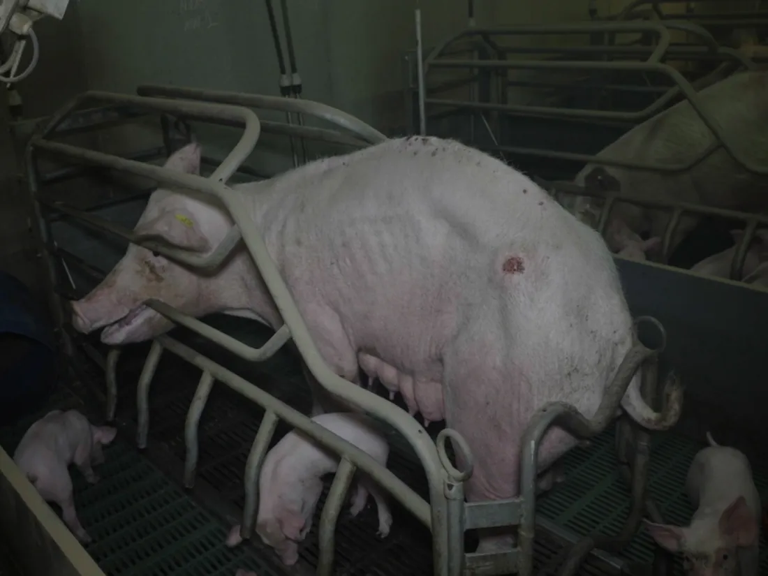 Un cochon amaigri et blessé.