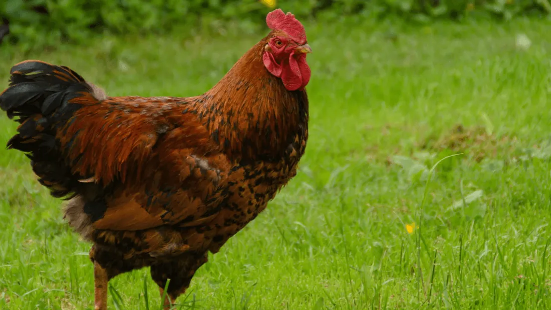 Le coq Maurice