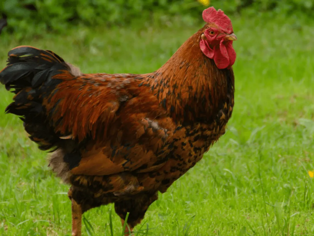 Le coq Maurice