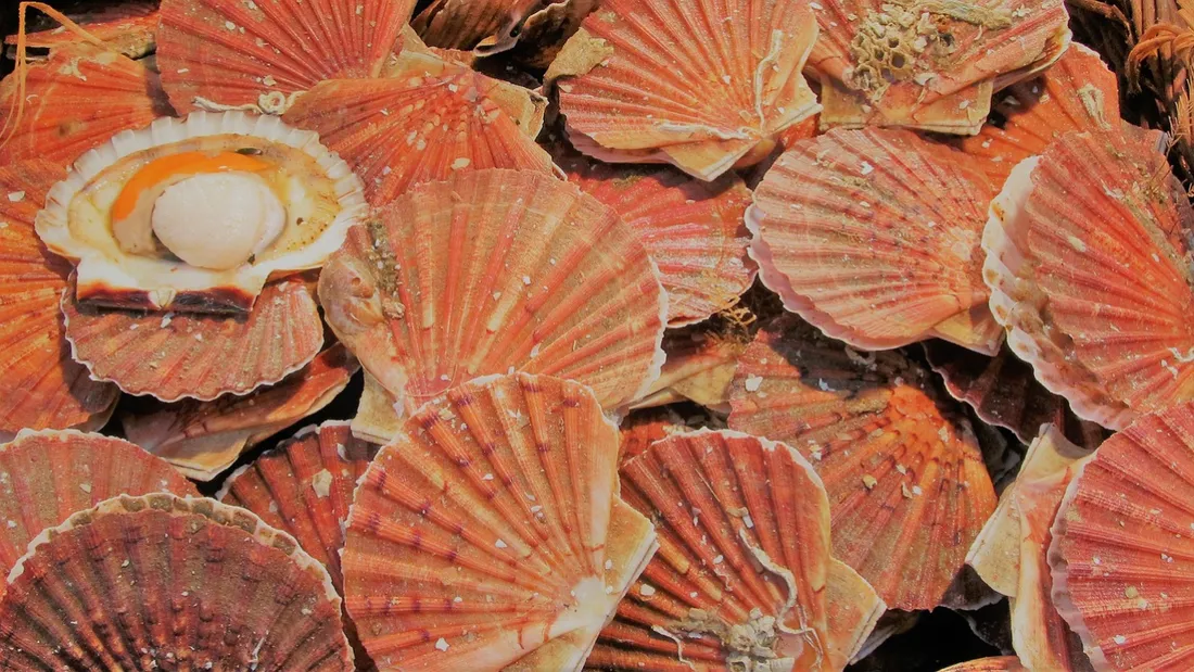 Plus de 64.000 tonnes de coquilles sont disponibles en baie de Saint-Brieuc.