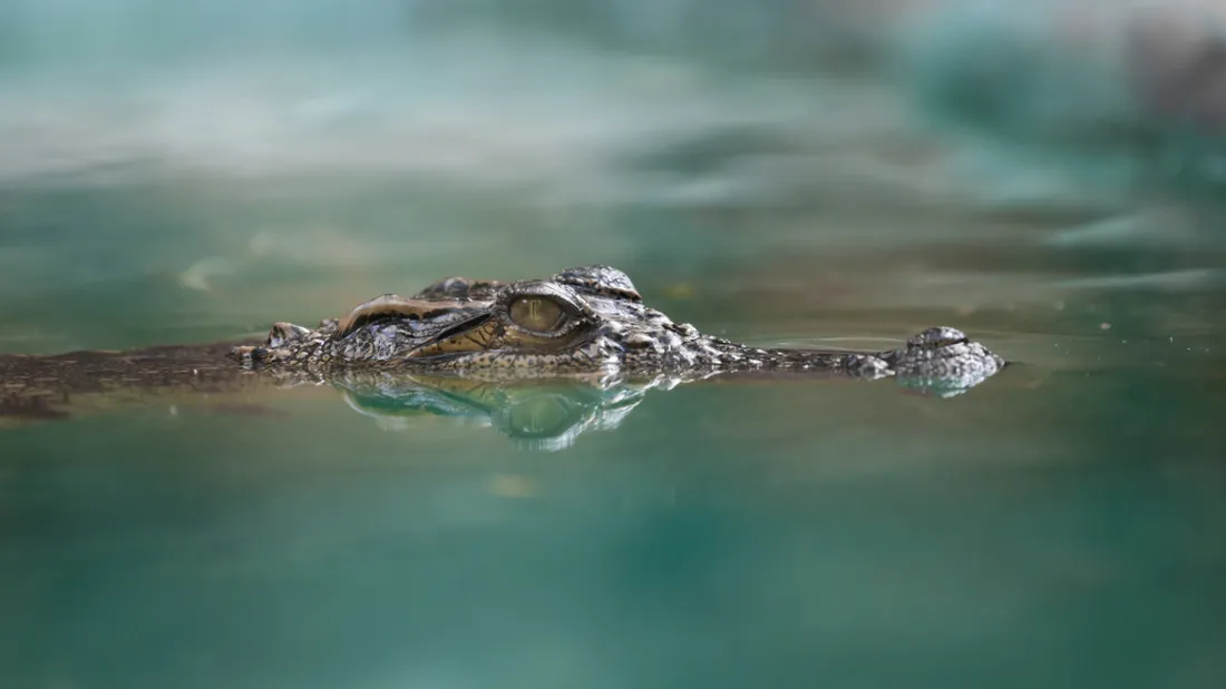 Crocodile