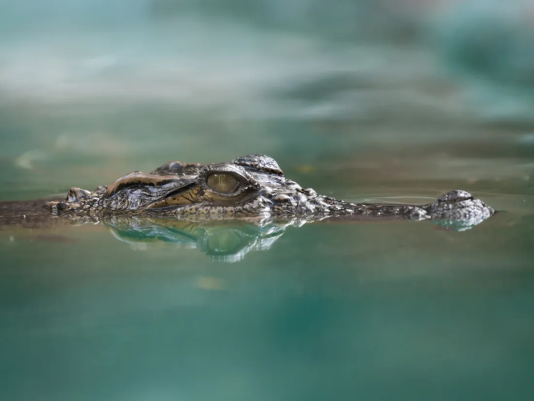 Crocodile