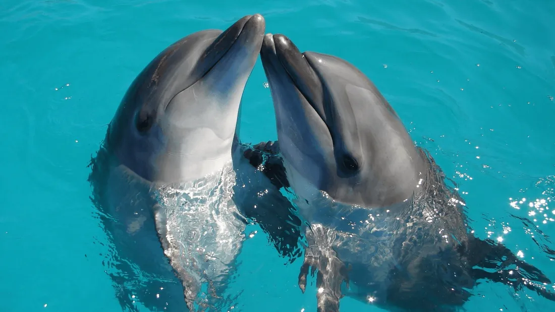 Vendée : deux dauphins retrouvés morts à Noirmoutier