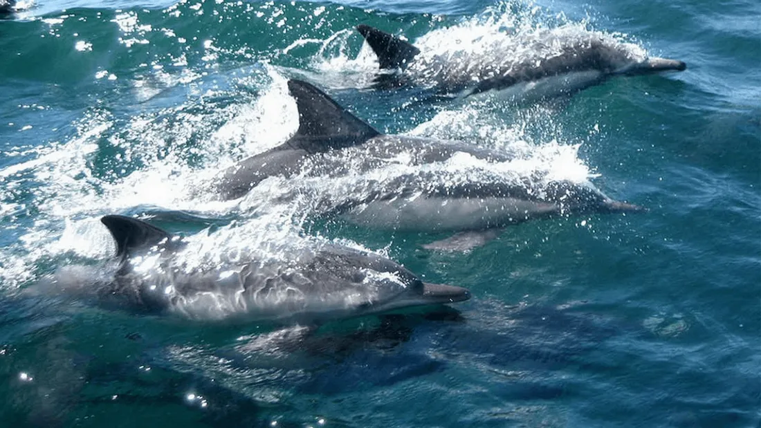 Dauphins