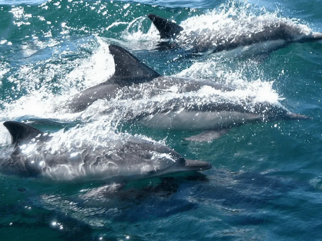 Dauphins