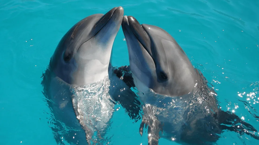 Comme les Français, les dauphins ont des accents selon leur lieu de vie
