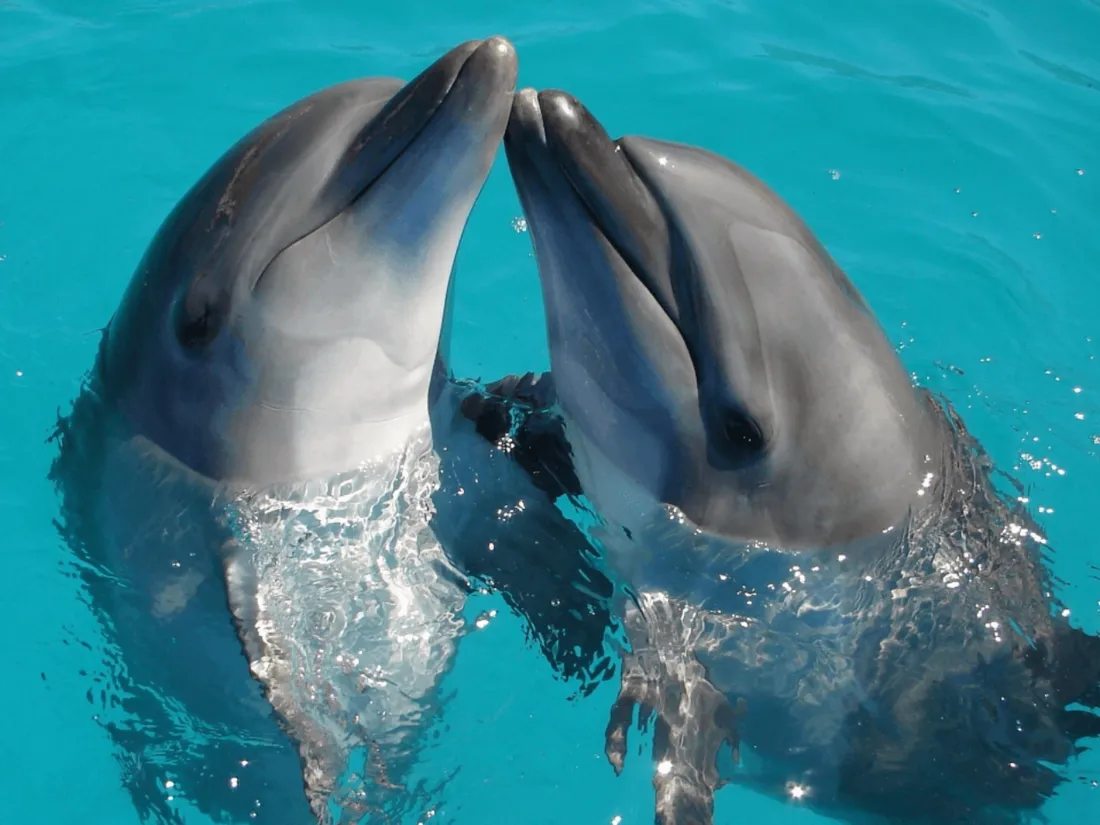 Comme les Français, les dauphins ont des accents selon leur lieu de vie
