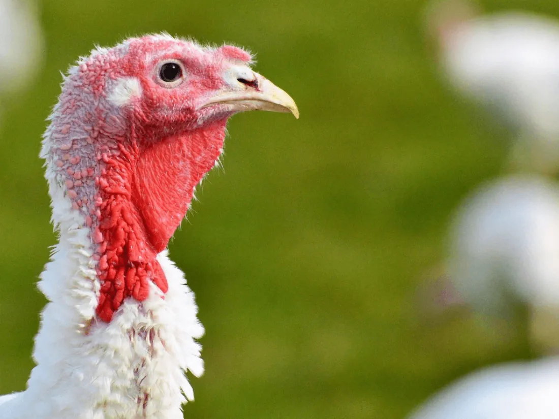 Grippe aviaire : un premier cas en Vendée
