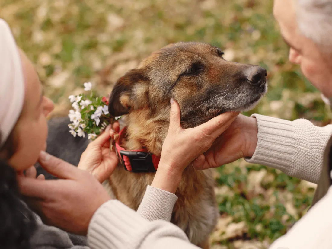 Sera-t-il bientôt possible de se faire inhumer avec son animal de compagnie ?