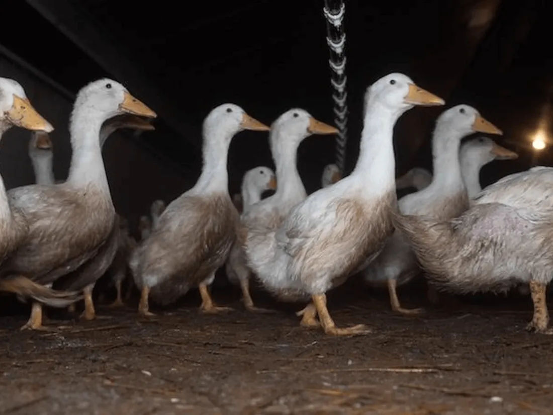 Elevage canards