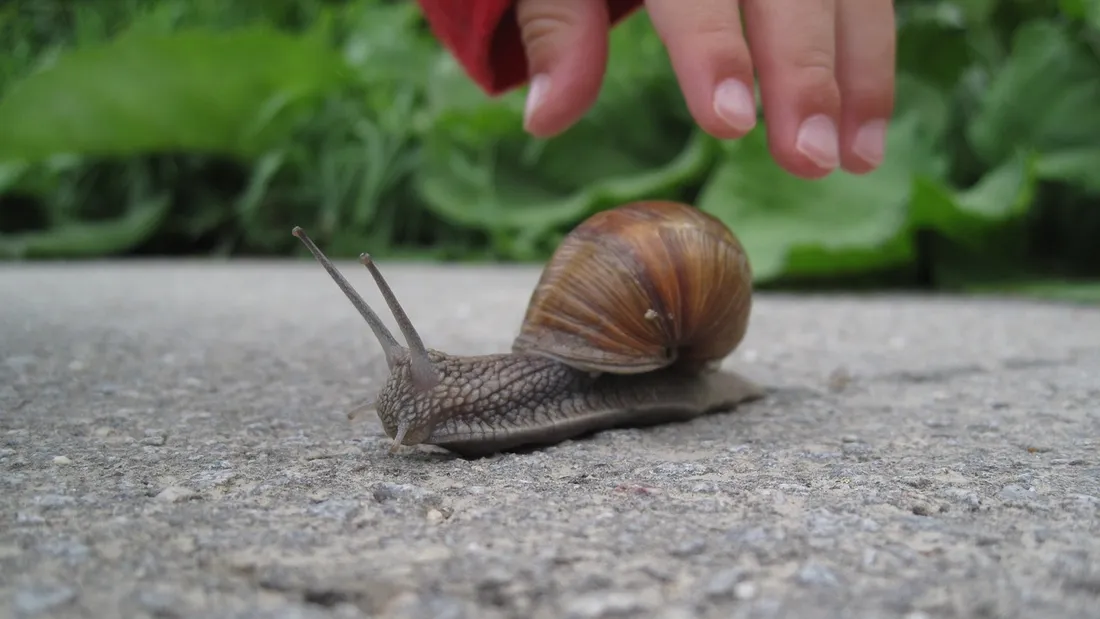 92 escargots ont été déménagés sur une nouvelle zone d'habitat la semaine dernière.