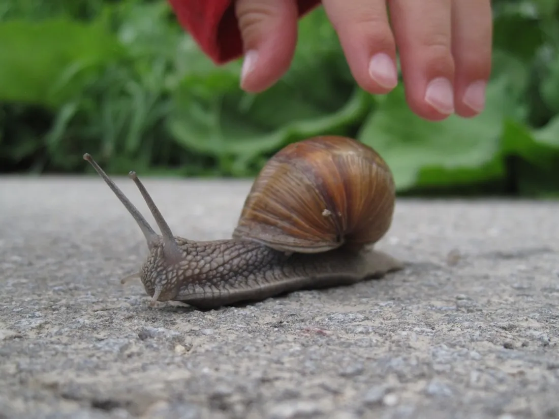 92 escargots ont été déménagés sur une nouvelle zone d'habitat la semaine dernière.