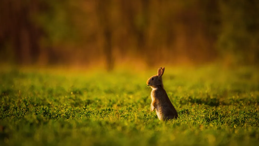 Lapin