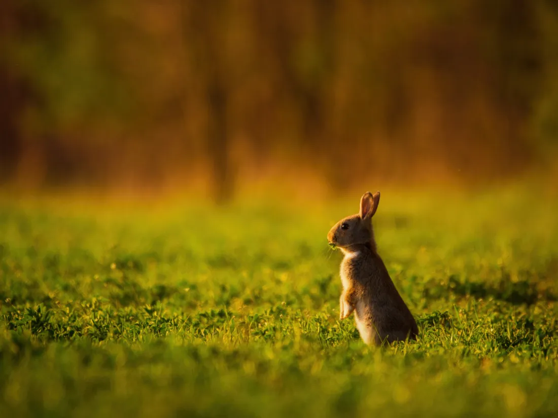 Lapin