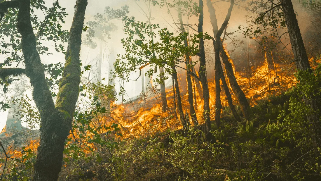 Un incendie détruit 150 hectares de forêts dans le sud de la Charente