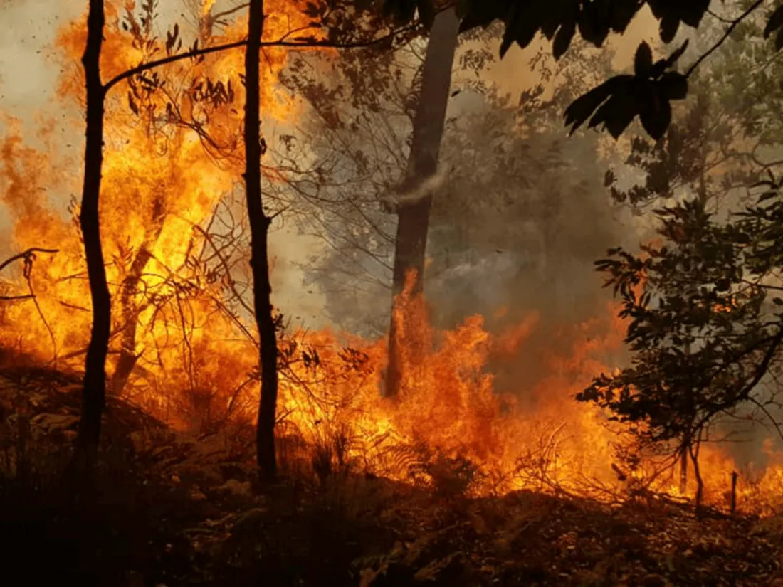 Près de 50 incendiaires interpellés