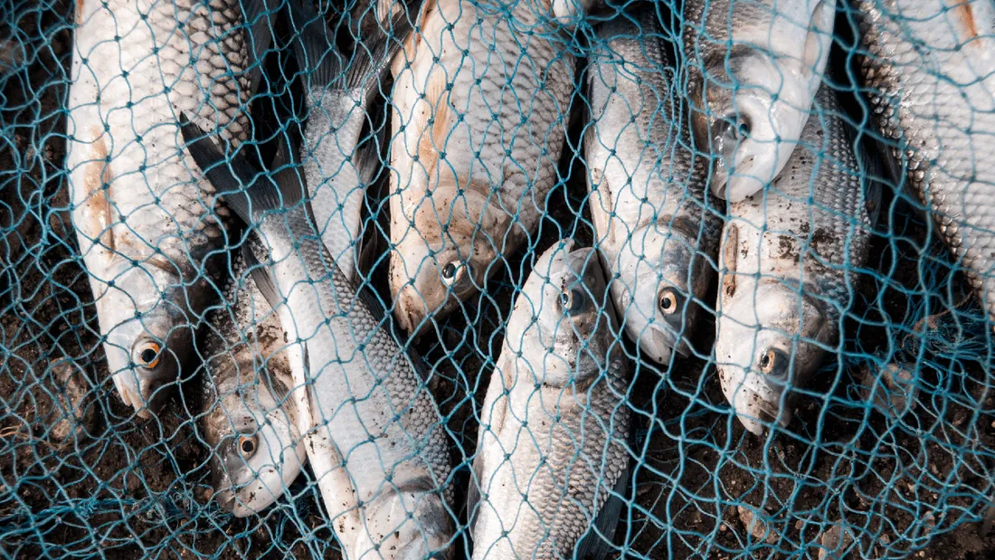 Filet poissons