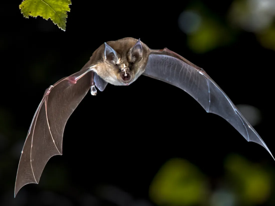 Chauve-souris