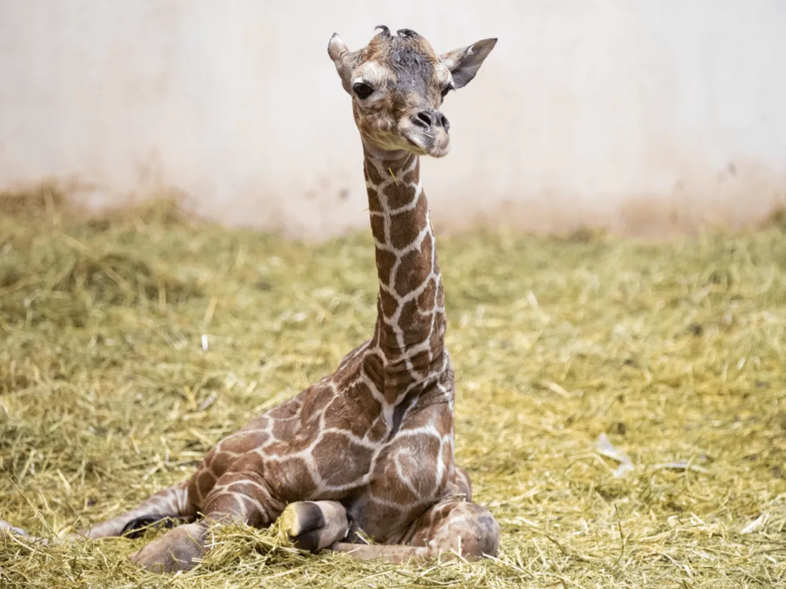 Naissance d'un girafon au ZooParc de Beauval !