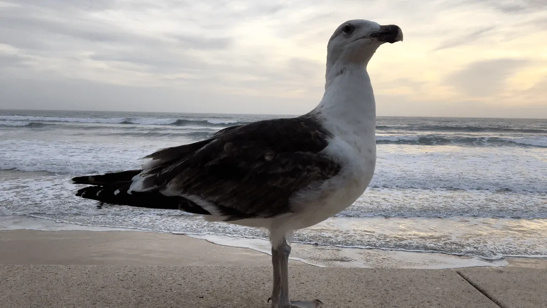 Grippe aviaire : de nouveaux cas détectés en Bretagne