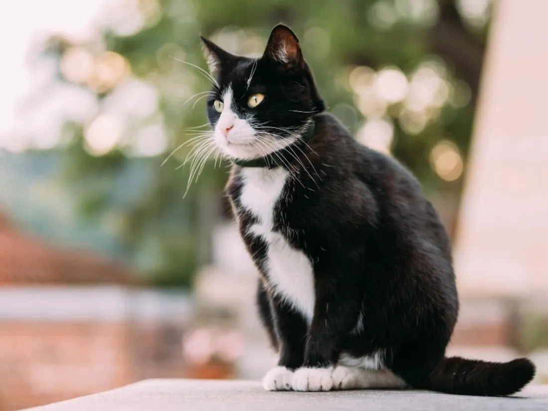 Chat