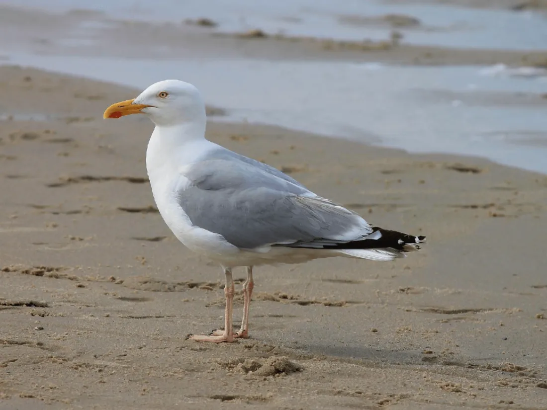 Grippe aviaire : que faire si nous trouvons un oiseau mort sur la plage ? 