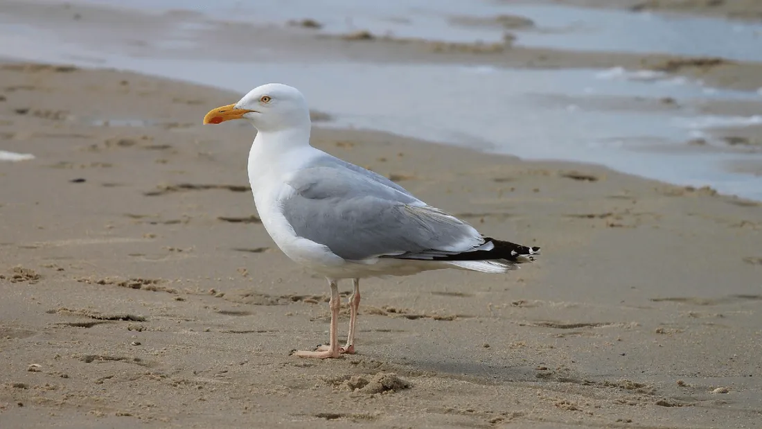Grippe aviaire : que faire si nous trouvons un oiseau mort sur la plage ? 
