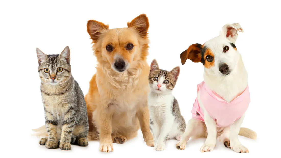 Animaux