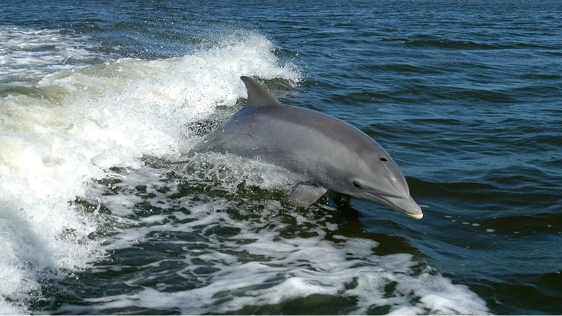 Un dauphin retrouvé dépecé en Vendée