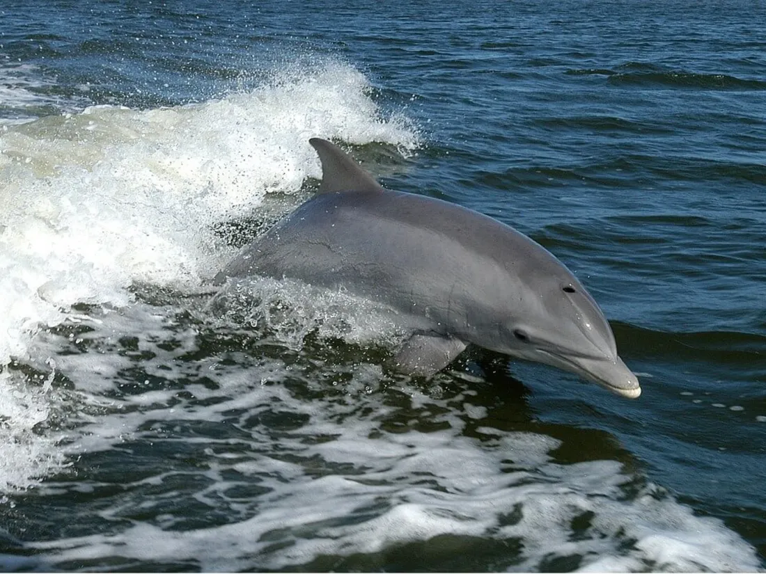 Un dauphin retrouvé dépecé en Vendée