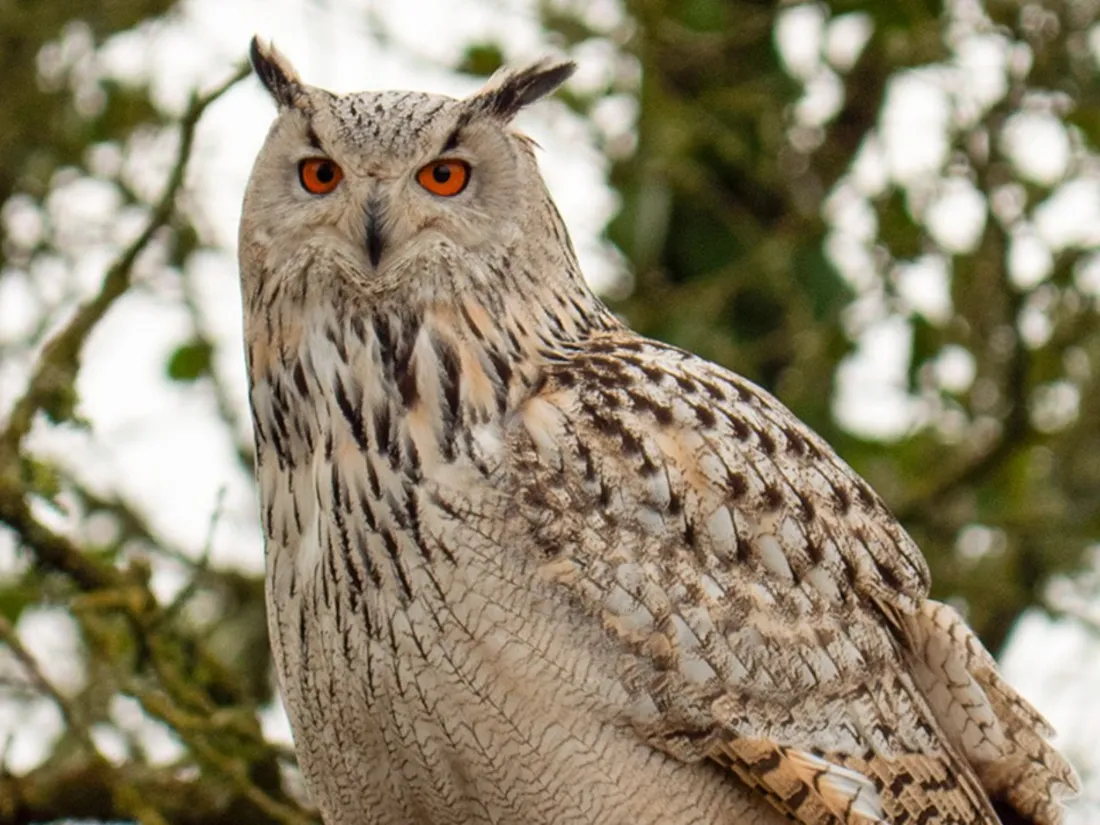 Eos, hibou grand-duc de Sibérie - Legendia Parc