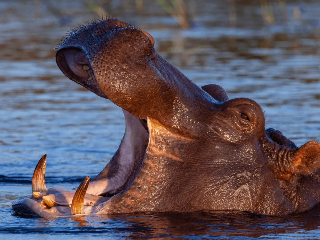 Un hippopotame tente d’avaler un enfant de deux ans 