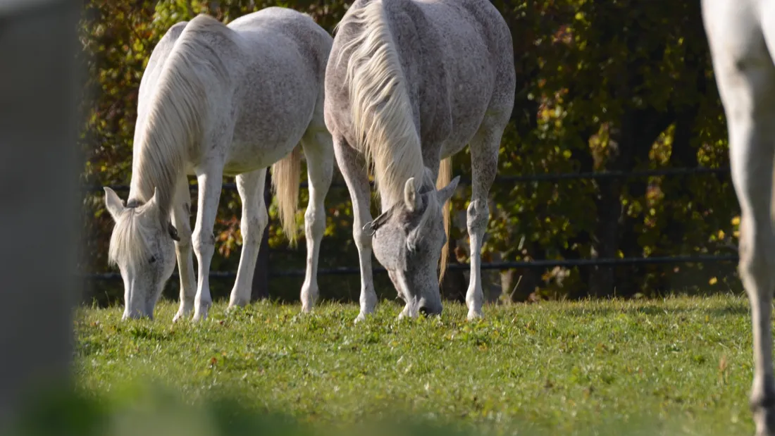 Chevaux