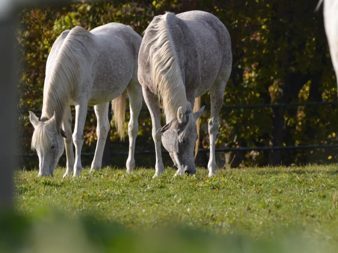 Chevaux